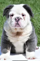 Fluffy Ottus, a male English Bulldog for sale in Millersburg, OH – Photo 7 of 7