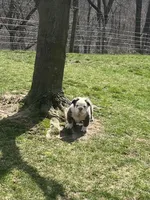 Fluffy Ottus, a male English Bulldog for sale in Millersburg, OH – Photo 3 of 7