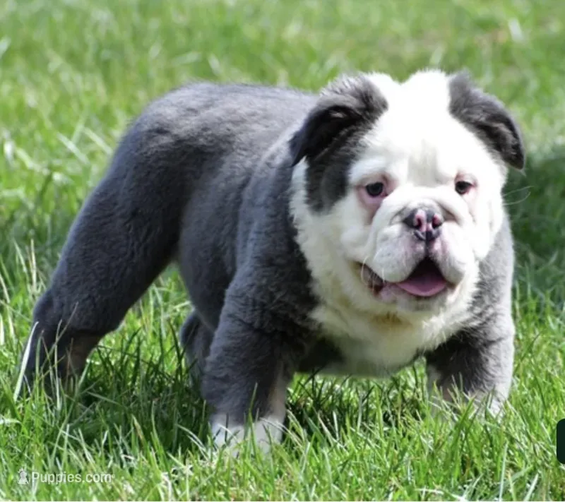 Fluffy Ottus – English Bulldog puppy for sale in Millersburg, OH