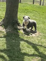 Fluffy Ottus, a male English Bulldog for sale in Millersburg, OH – Photo 2 of 7