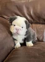 Fluffy Ottus, a male English Bulldog for sale in Millersburg, OH – Photo 1 of 6