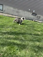 Fluffy Ottus, a male English Bulldog for sale in Millersburg, OH – Photo 5 of 7