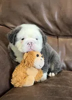 Fluffy Ottus, a male English Bulldog for sale in Millersburg, OH – Photo 2 of 6