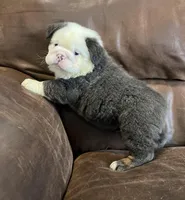 Fluffy Ottus, a male English Bulldog for sale in Millersburg, OH – Photo 4 of 6