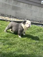 Fluffy Ottus, a male English Bulldog for sale in Millersburg, OH – Photo 4 of 7