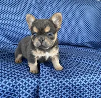 Brock, a male French Bulldog for sale in Berlin, OH – 3 of 8