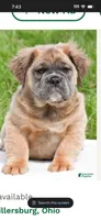 Fluffy Petunia, a female English Bulldog for sale in Millersburg, OH – Photo 1 of 6