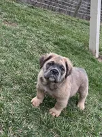 Fluffy Petunia, a female English Bulldog for sale in Millersburg, OH – Photo 2 of 6