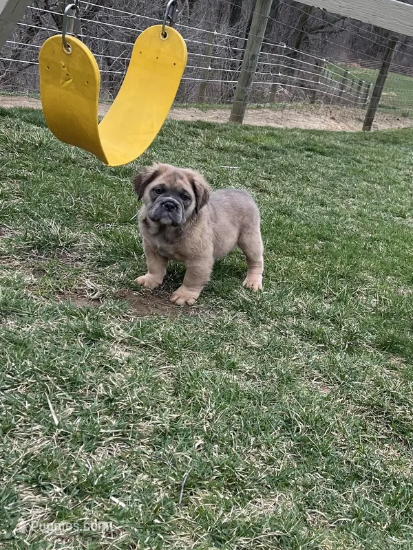 Fluffy Petunia – English Bulldog puppy for sale in Millersburg, OH