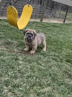Fluffy Petunia, a female English Bulldog for sale in Millersburg, OH – Photo 4 of 6