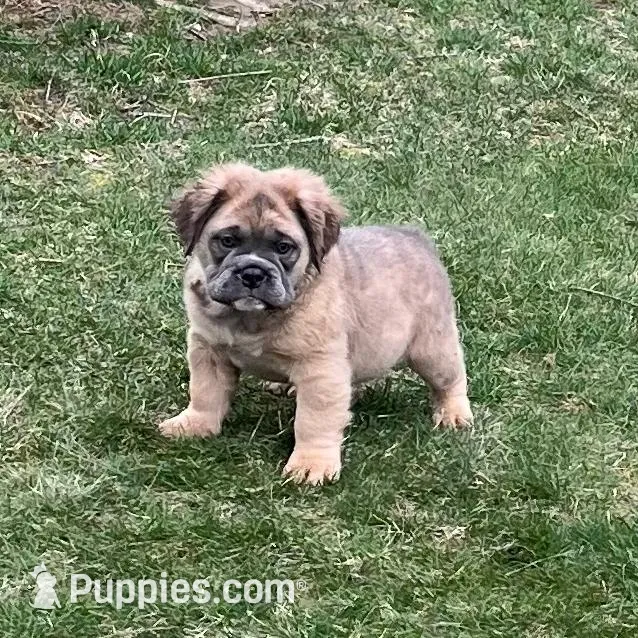 Fluffy Petunia – English Bulldog puppy for sale in Millersburg, OH