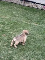 Fluffy Petunia, a female English Bulldog for sale in Millersburg, OH – Photo 6 of 6