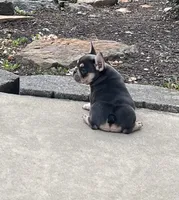 Sonya, a female French Bulldog for sale in Berlin, OH – 4 of 4