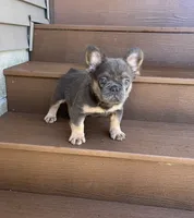 Rocky, a male French Bulldog for sale in Berlin, OH – 4 of 4