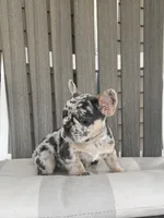 Maggie, a female French Bulldog for sale in Berlin, OH – 6 of 6