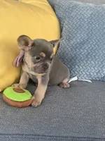Emma genetic clear, a female French Bulldog for sale in Berlin, OH – 3 of 10