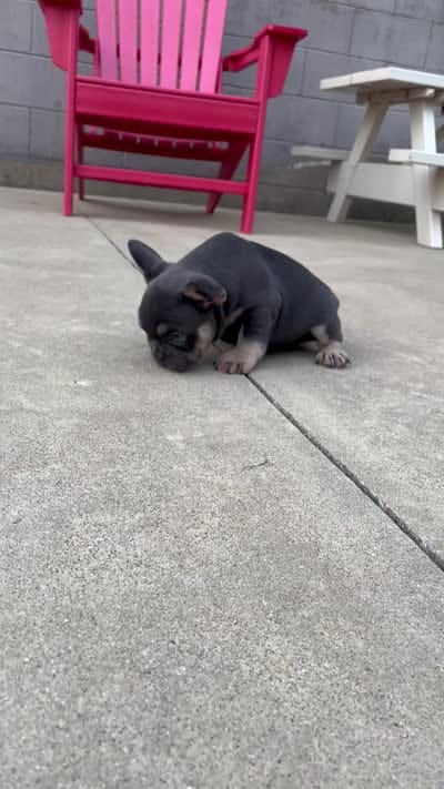 Zeke, a male French Bulldog for sale in Berlin, OH – 4 of 4