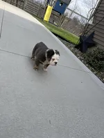 Fluffy Olive, a female English Bulldog for sale in Millersburg, OH – Photo 5 of 6