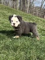 Fluffy Olive, a female English Bulldog for sale in Millersburg, OH – Photo 3 of 6