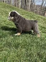 Fluffy Olive, a female English Bulldog for sale in Millersburg, OH – Photo 4 of 6