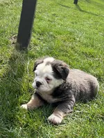 Fluffy Olive, a female English Bulldog for sale in Millersburg, OH – Photo 2 of 6