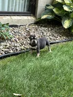 Sonya, a female French Bulldog for sale in Berlin, OH – 4 of 8