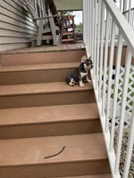 Sonya, a female French Bulldog for sale in Berlin, OH – 5 of 8