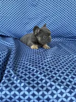 Rock, a male French Bulldog for sale in Berlin, OH – 4 of 5