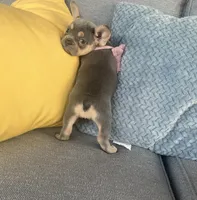 Emma genetic clear, a female French Bulldog for sale in Berlin, OH – 4 of 10
