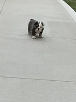 Fluffy Clover, a female English Bulldog for sale in Millersburg, OH – Photo 2 of 5