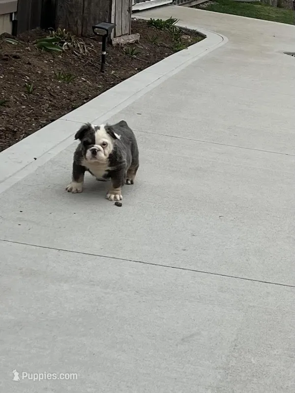 Fluffy Clover – English Bulldog puppy for sale in Millersburg, OH