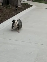 Fluffy Clover, a female English Bulldog for sale in Millersburg, OH – Photo 1 of 5