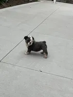 Fluffy Clover, a female English Bulldog for sale in Millersburg, OH – Photo 4 of 5