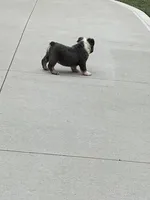 Fluffy Clover, a female English Bulldog for sale in Millersburg, OH – Photo 3 of 5