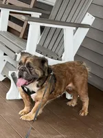 Fluffy Clover, a female English Bulldog for sale in Millersburg, OH – Photo 5 of 5