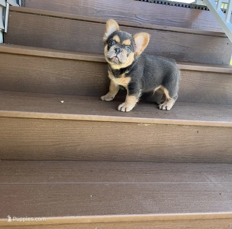 Tate – French Bulldog puppy for sale in Berlin, OH