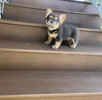 Tate, a male French Bulldog for sale in Berlin, OH – 1 of 3