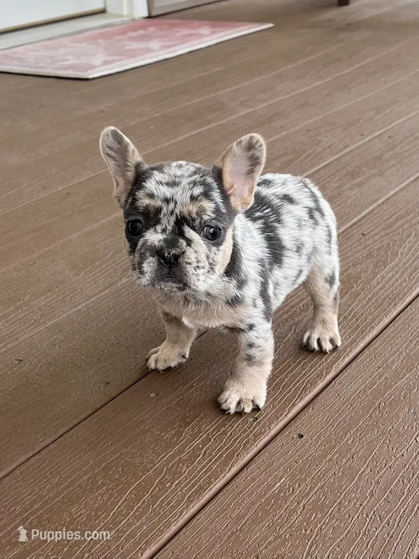 Maggie – French Bulldog puppy for sale in Berlin, OH