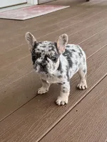 Maggie, a female French Bulldog for sale in Berlin, OH – 1 of 6