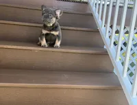 Rocky, a male French Bulldog for sale in Berlin, OH – 3 of 4