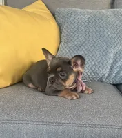 Rosie, a female French Bulldog for sale in Berlin, OH – 3 of 8