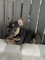 Brodie, a male French Bulldog for sale in Berlin, OH – 2 of 5