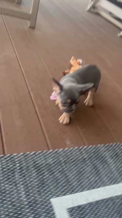 Rosie, a female French Bulldog for sale in Berlin, OH – 8 of 8