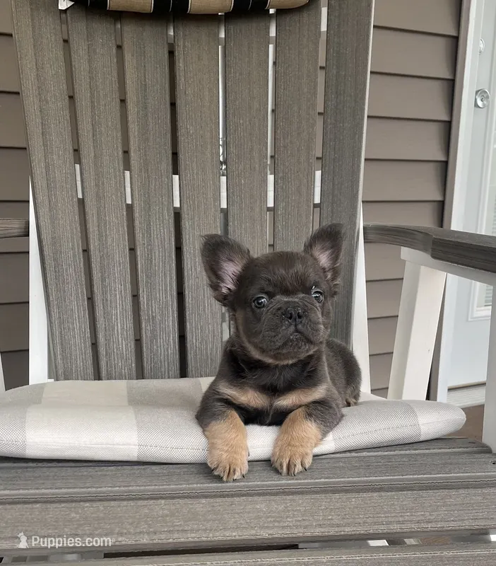 Rocky – French Bulldog puppy for sale in Berlin, OH