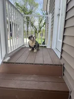 Fiona, a female English Bulldog for sale in Berlin, OH – 5 of 5