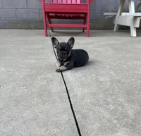 Zeke, a male French Bulldog for sale in Berlin, OH – 2 of 4