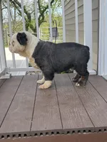 Finnely, a male English Bulldog for sale in Berlin, OH – 4 of 5