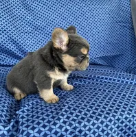 Brock, a male French Bulldog for sale in Berlin, OH – 2 of 8
