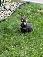 Sonya, a female French Bulldog for sale in Berlin, OH – 3 of 8