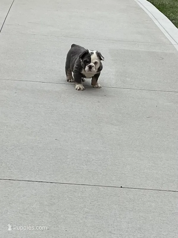 Fiona – English Bulldog puppy for sale in Berlin, OH